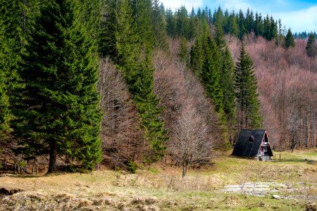 Abandoned Cabin in the Woods photo