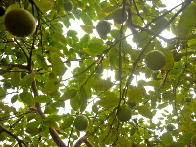 Limón 05