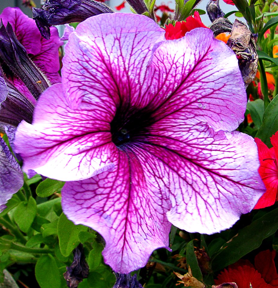 pink lined petunia