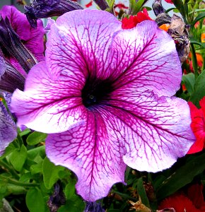 pink lined petunia photo