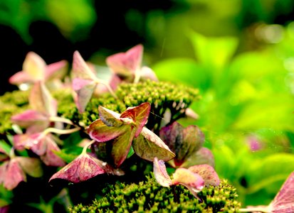 spidery hydrangea