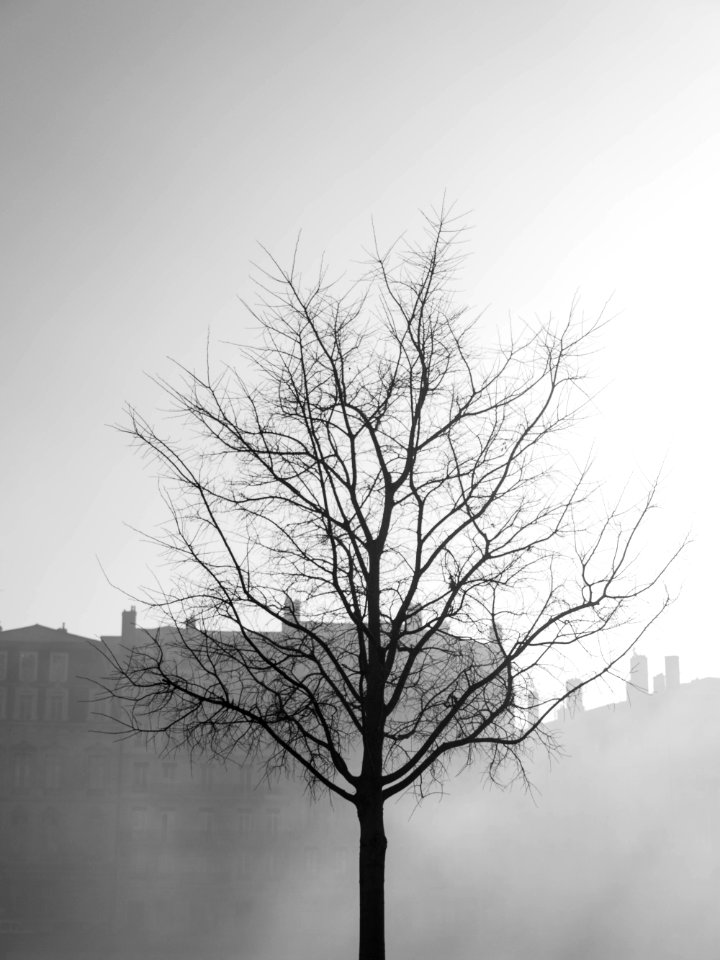 Comme un arbre dans la ville embrumée.jpg