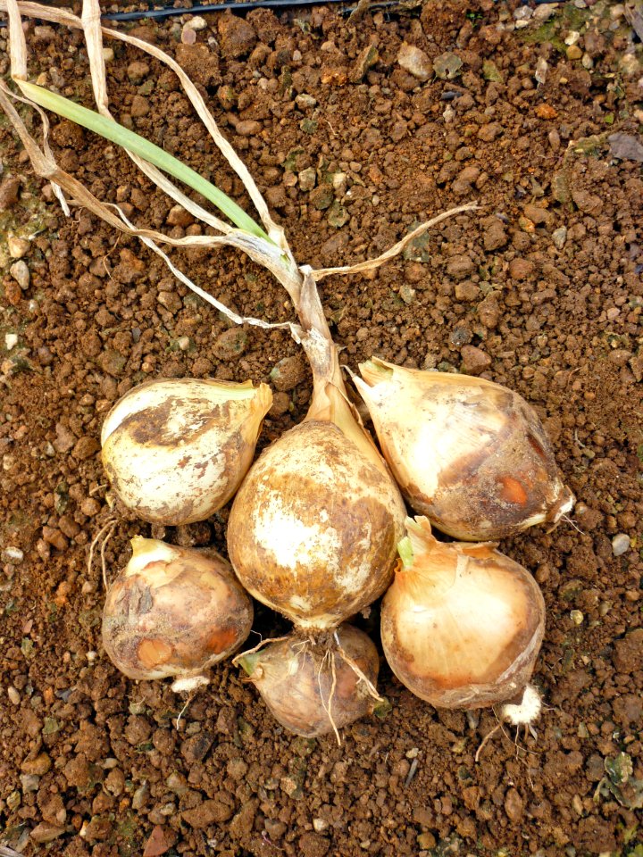 Cebolla 03