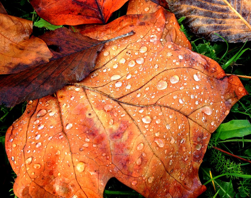 Herbst vor der Haustür