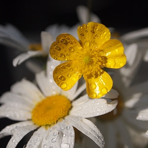 Sun morning rain photo