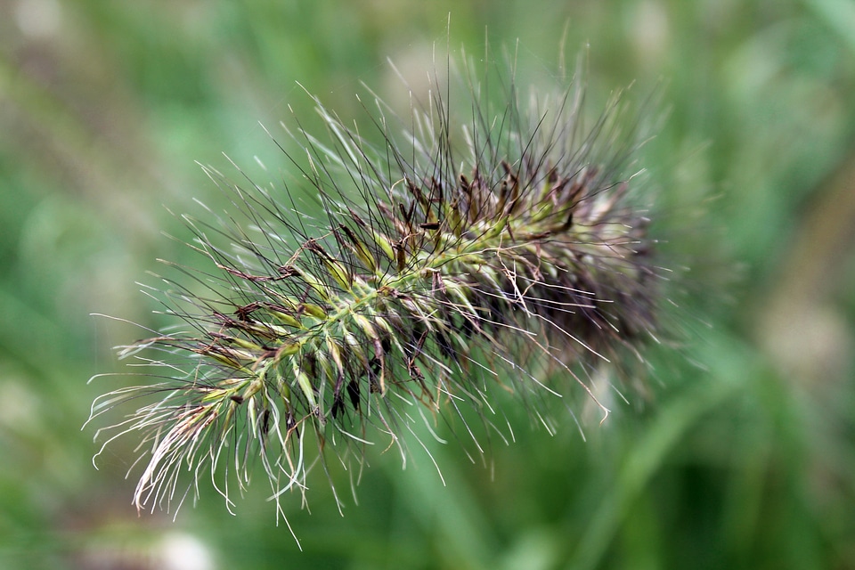Meadow nature green