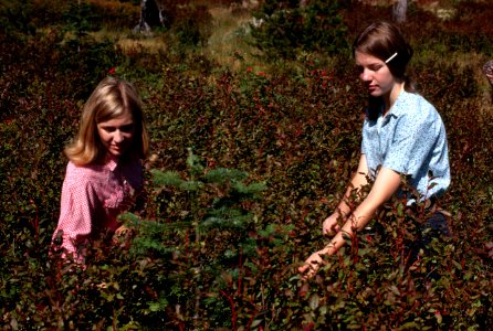 Gifford Pinchot National Forest, huckleberry picking-5.jpg photo