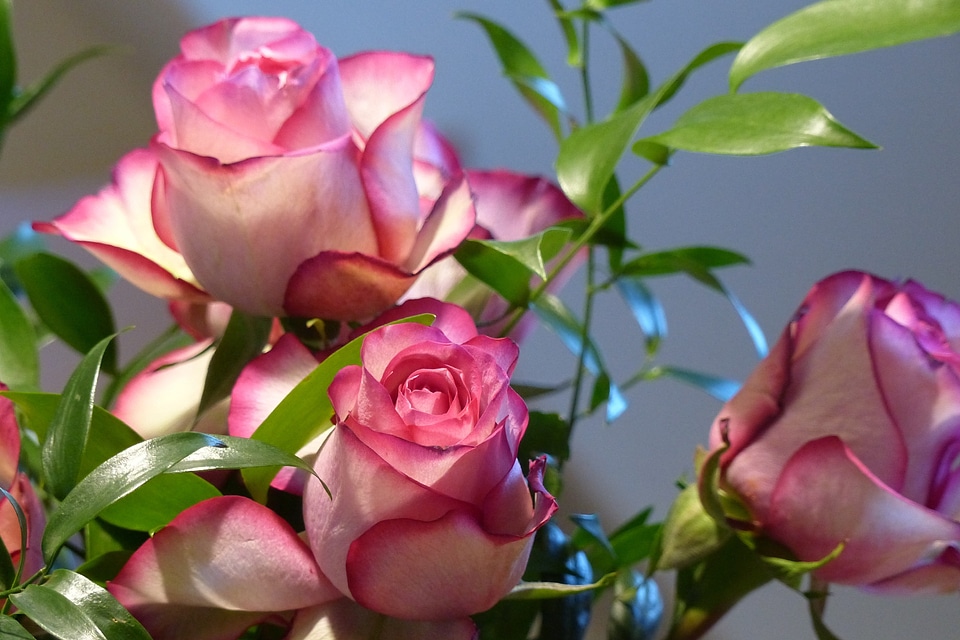 Decorative blossom bloom