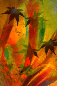 autumn leaf abstract