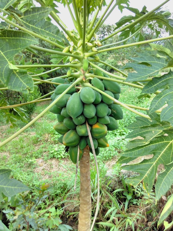 Mmhhhhpapaya