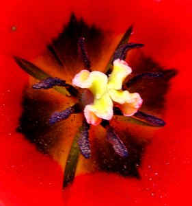 red tulip center