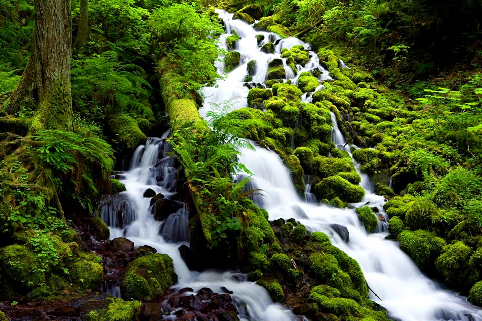 Moss Covered Trees and Rocks at Wahkeena Creek-Columbia River Gorge