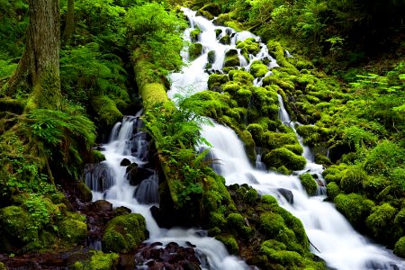 Moss Covered Trees and Rocks at Wahkeena Creek-Columbia River Gorge photo