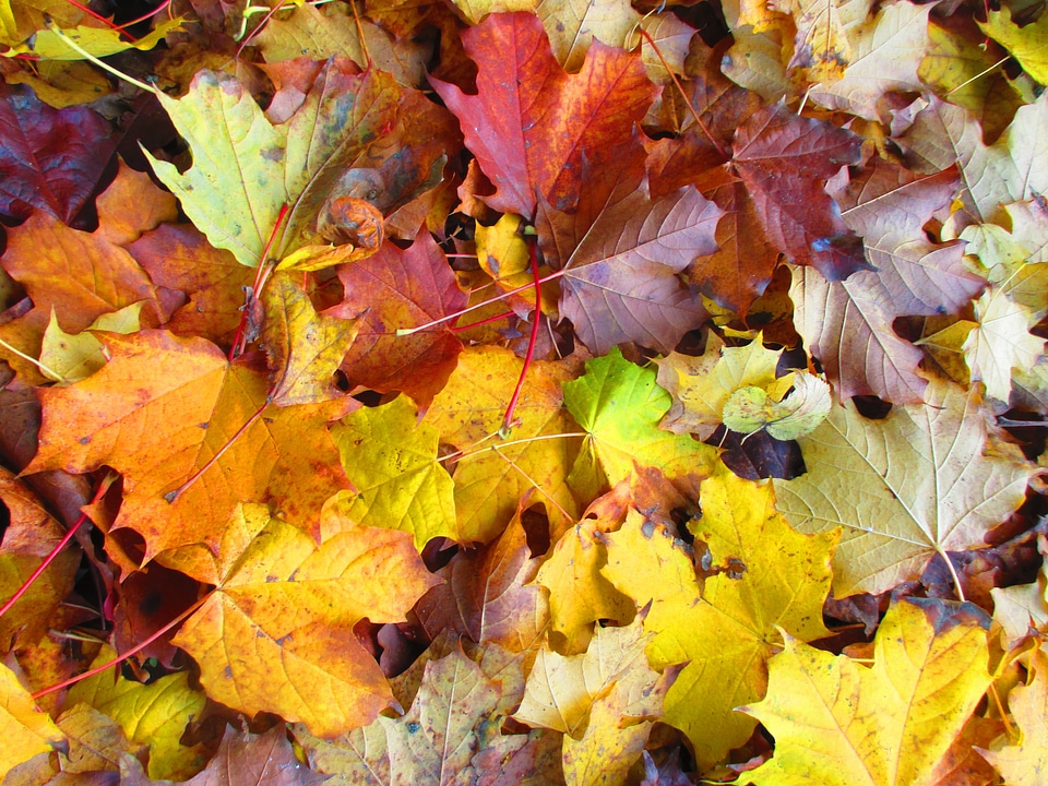 October emerge golden october