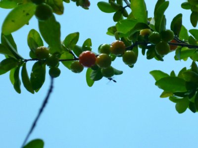 Malpighia glabra L. semeruco2