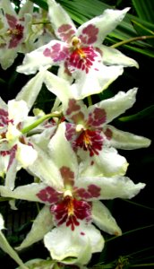 white orchids with pink photo