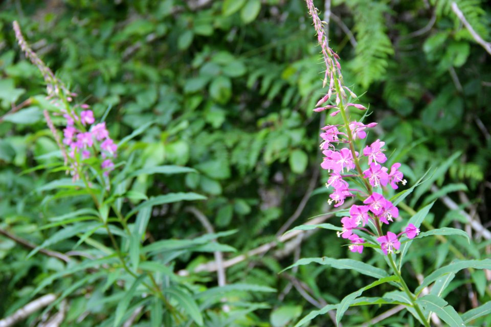 Native wildflowers, Denny Ahl Seed Orchard, Olympic National Forest