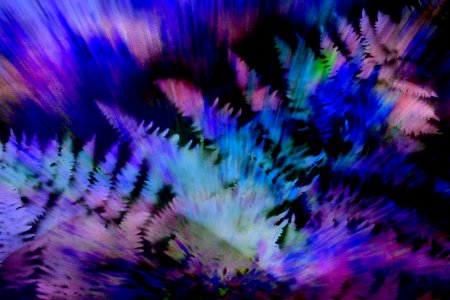 exploding ferns with purple