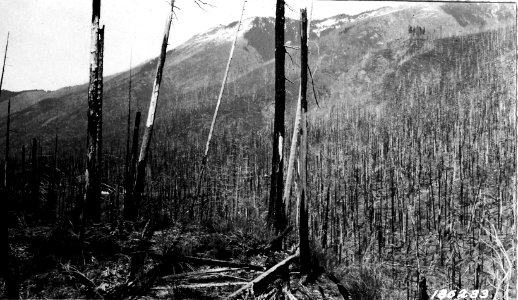 186233 Cispus Burn Replanting 1923-24, Rainier NF, 1924 WA