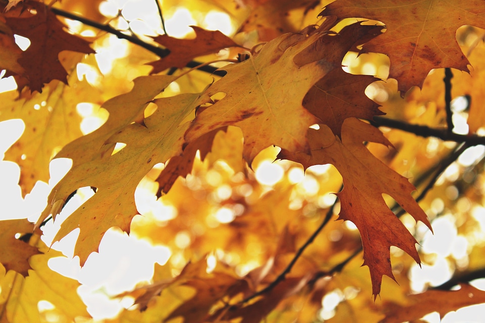 Fall foliage forest fall color