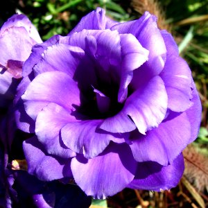 purple flower 2 photo