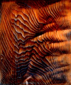 wood texture with curving lines photo