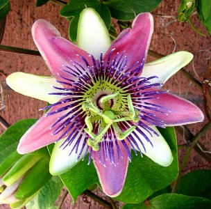 lavender-and-white passionflower