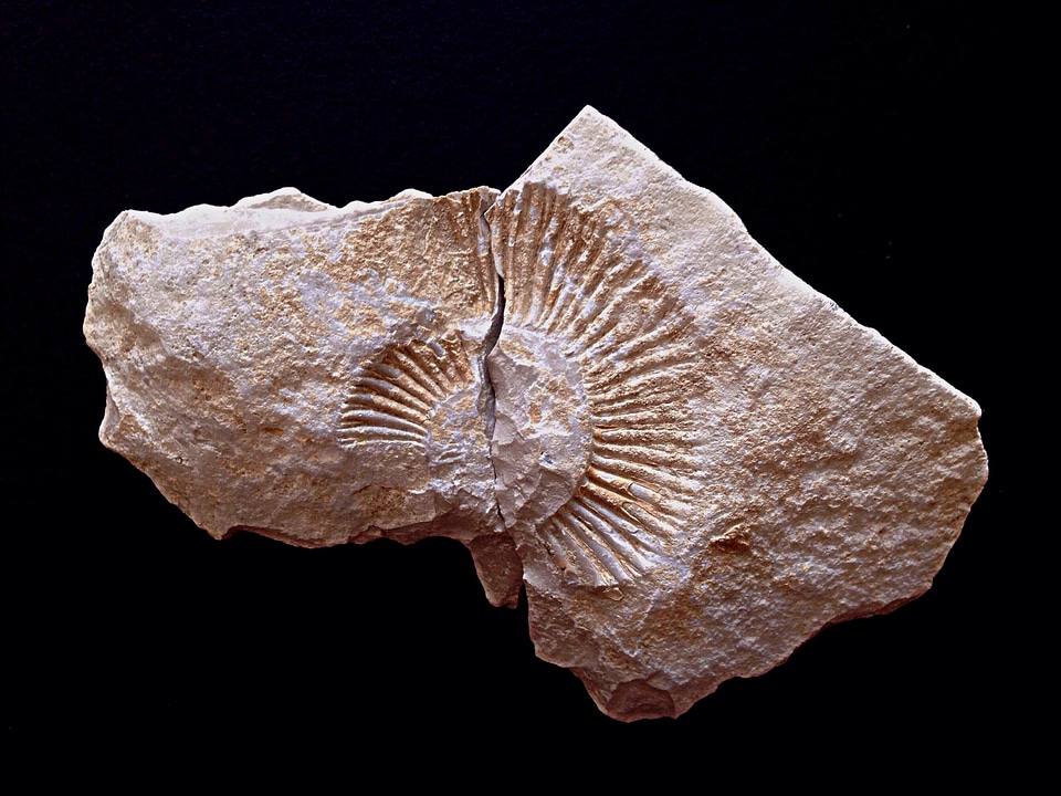 Rock fossil prehistory
