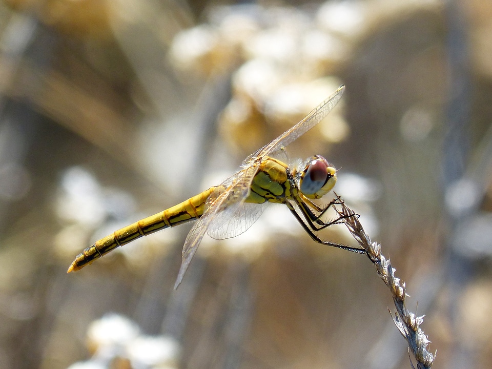 Libelulido character macro