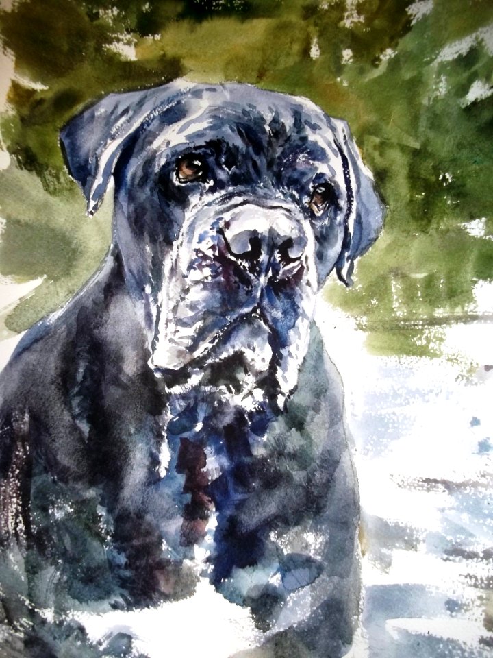 ''Mastino Napoletano'' Watercolor ©Cristina Grinciuc