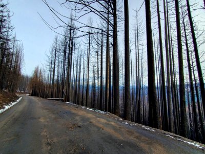 Forest Road 45 after Riverside Fire, Mt. Hood National Forest
