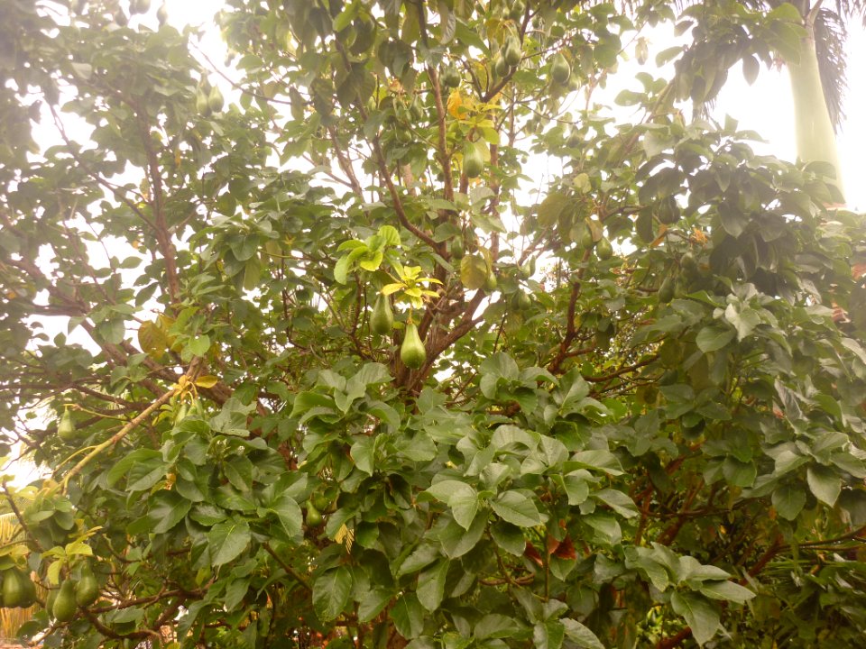 Aguacate criollo01