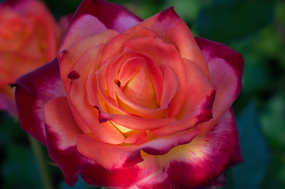 Beautiful nature flora garden