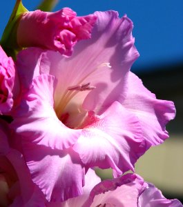 pink gladiola photo