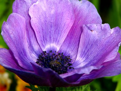 purple anemone closeup photo