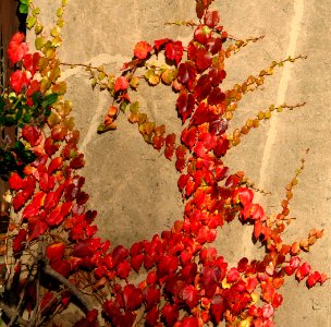 red leaves on tan wall photo