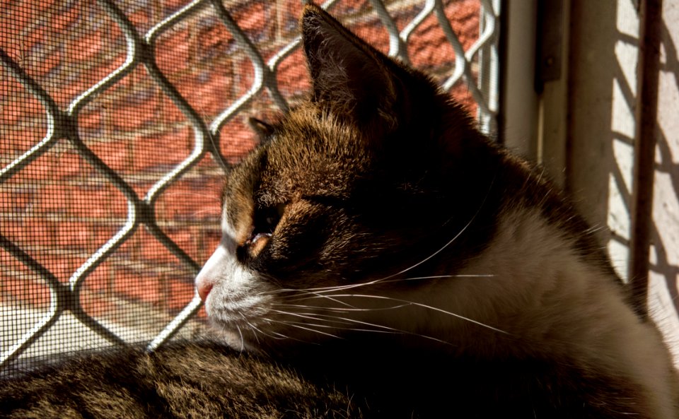 Kitty sunning photo