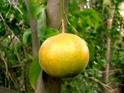 Citrus reticulata Mandarina