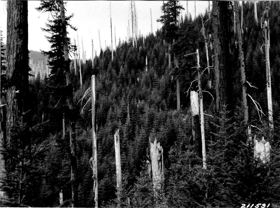 211591 Second Growth, Columbia NF, WA 1927