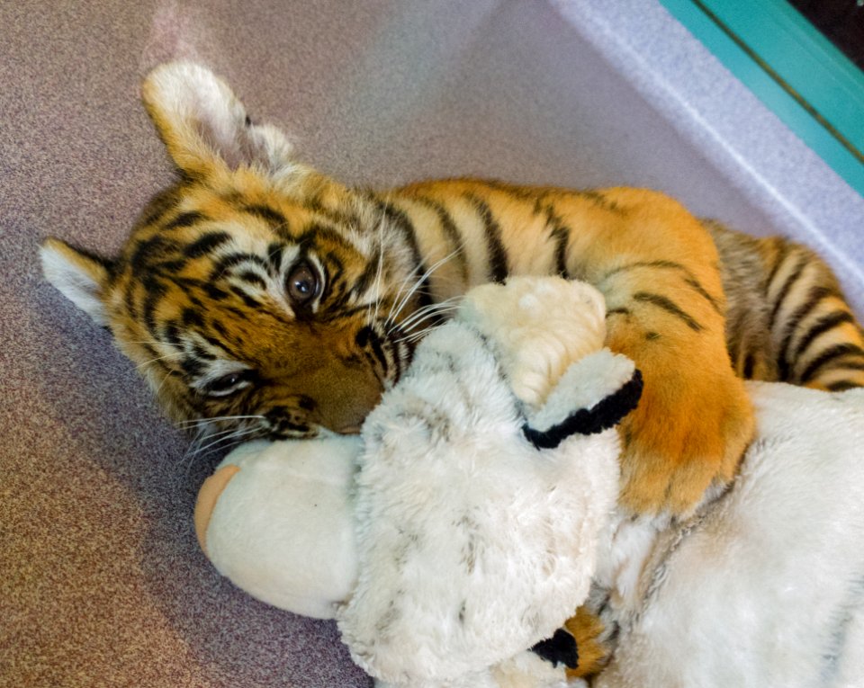 Dreamworld Tiger cub