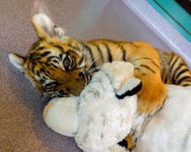 Dreamworld Tiger cub photo