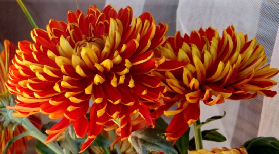 red-and-yellow chrysanthemums 2 photo