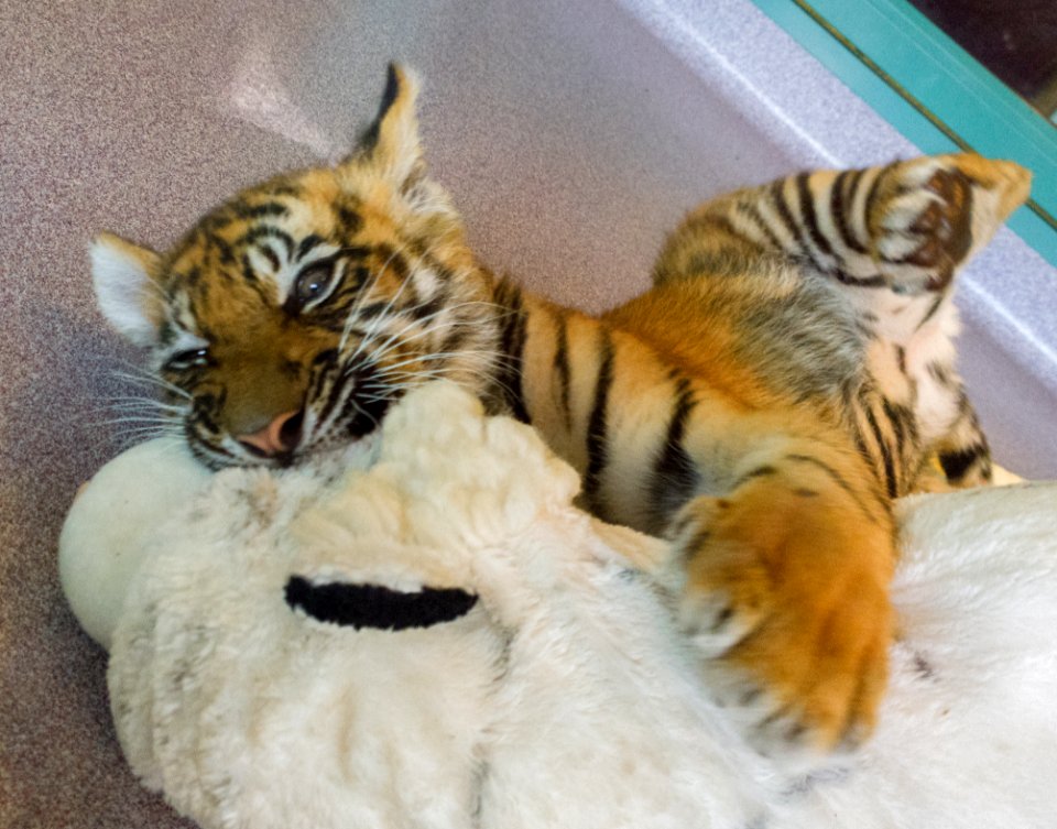 Dreamworld Tiger cub photo