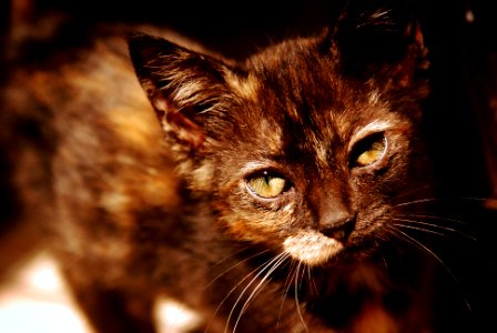 Tortoiseshell Kitty photo