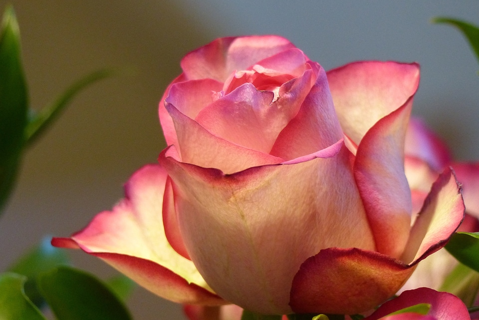 Decorative blossom bloom