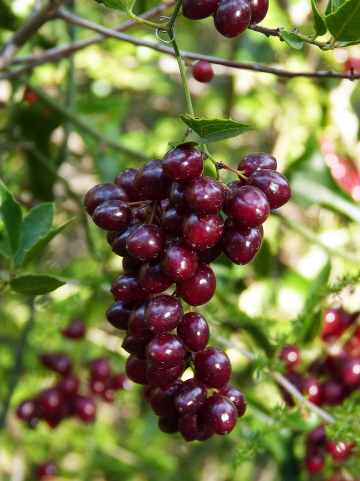 Wild fruit healthy food