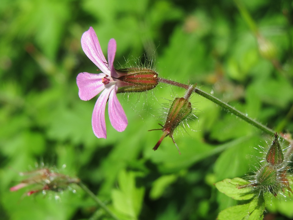 Death come quickly storksbill dove's foot