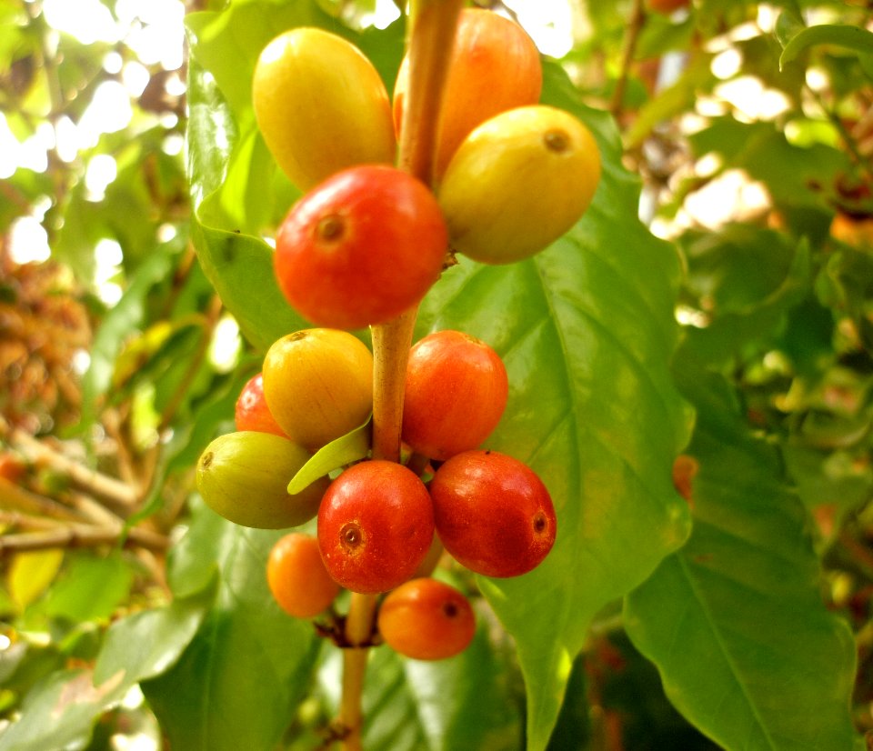 Coffea arabica Café 1