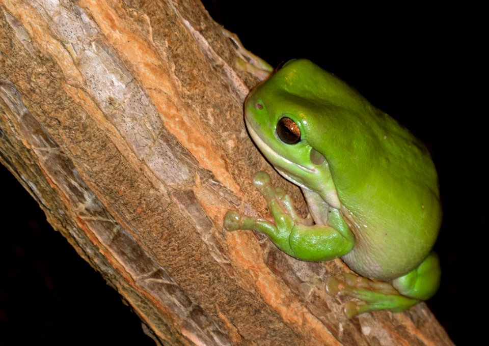 Green Tree Frog