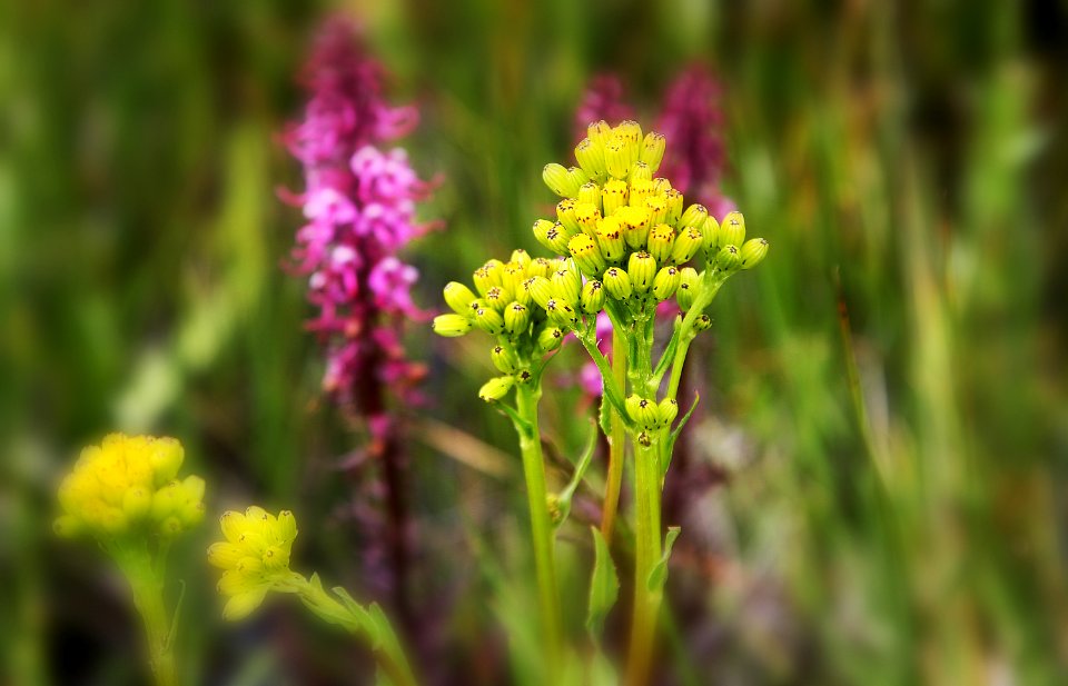 Wildflowers in Soft Focus-Unknown